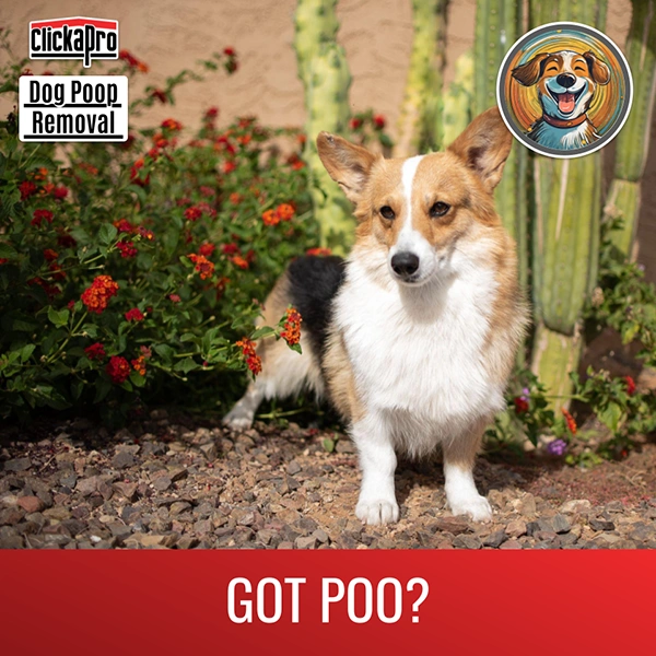 A dog in an Arizona yard standing amongst the shrubs. It needs help picking up the dog poop in the yard. But Clickapro is here to help with dog poop removal.