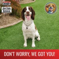 A dog sitting on the artificial turf in its Arizona yard. The yard is fresh and clean because Clickapro cleaned up all of the dog poop.