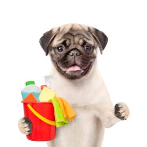 Dog Poop Removal - Cute Dog Ready for Pooper Scooper Service