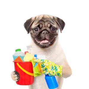 Cute Dog Holding Cleaning Supplies Ready to Help With CLICK-A-PRO Dog Poop Cleanup Home Services