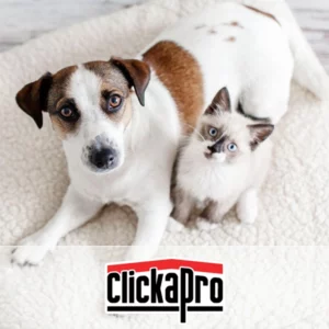 Pet Urine Inspection by Clickapro - a cute dog and kitten sitting next to each other on a soft white dog bed. The dog is white with brown spots and the kitten is white with a brown nose and ears.