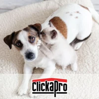 Image of a dog laying on its dog bed and a kitten appears to be whispering in the dog's ear. It's telling the dog to get a Dog Poop Removal Subscription from Clickapro
