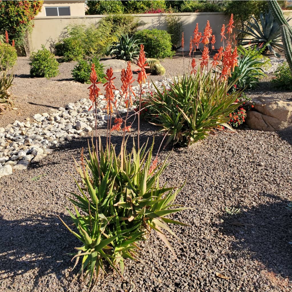 Clean Arizona Backyard