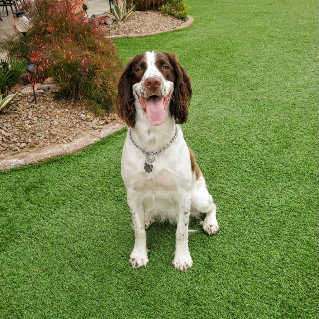 Dog Poop Removal - Happy Dog In A Clean Yard In Phoenix Arizona