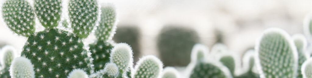 Fuzzy Cactus