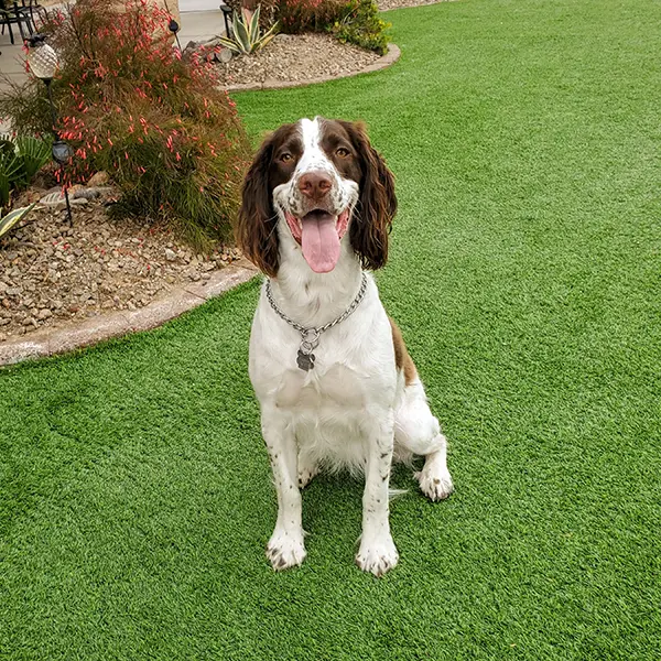 Dog Poop In A Clean Yard - Dogs Like To Poop In A Cool Clean Yard - A Happy Dog is Sitting In A Yard In Phoenix Arizona