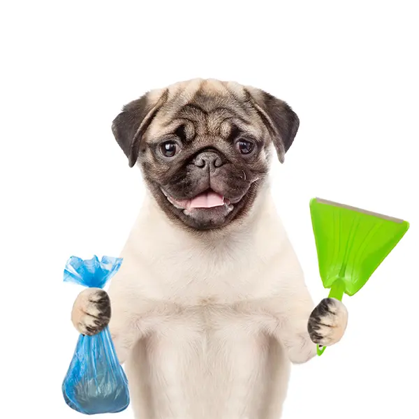 Dog Poop Removal Shovel and Bag - A Cute Pug is Holding A Plastic Shovel and Dog Poop Bag