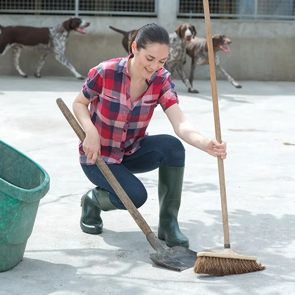 A Woman In A Plaid Shirt Scooping Up Dog Poop With A Shovel And A Broom At A Dog Kennel. There Are 3 Dogs Running In The Background