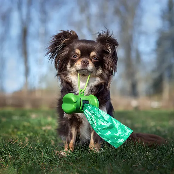 Pick Up Dog Poop - A Cute Dog Is Sitting In The Grass Holding A Dog Poop Bag Container In Its Mouth - Do Not Leave Dog Poop On The Ground