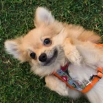 A cute pup laying on her back in the grass. Her yard is nice and clean because her owner subscribes to Clickapro's pooper scooper service