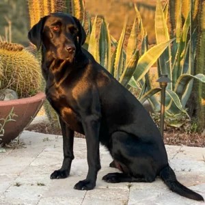 A black lab in his Arizona backyard. He is happy with the work Clickapro does to keep his yard free from dog poop.