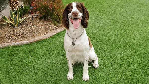 Happy dog sitting on a clean, synthetic turf lawn in Arizona after a Clickapro one-time poop cleanup.