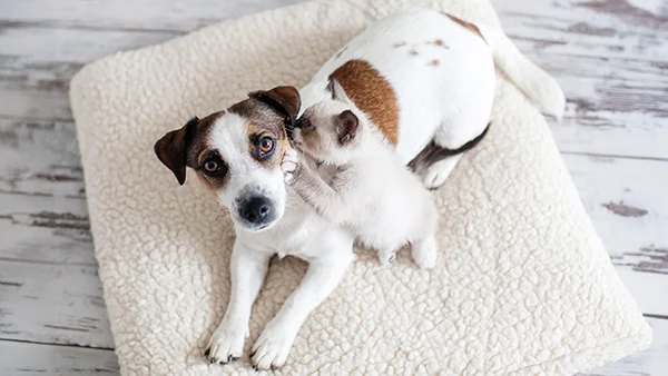 Psst... the cat's got a secret! They're telling the dog about Clickapro's ongoing dog poop removal service. Find the perfect plan for your yard.