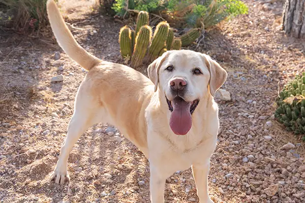 A happy dog in his clean Prescott Arizona backyard. It was recently cleaned by Clickapro