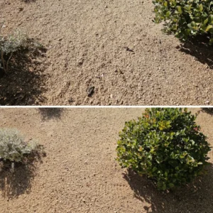 Dog Poop Removal by Clickapro - Before and After