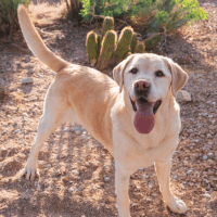 A happy golden retriever in her Prescott Arizona yard. The late afternoon sun is making her glow and she's happy because her owner keeps her yard clean with Clickapro Dog Poop Removal Service